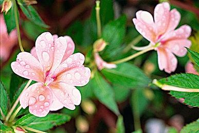 像素RPG《东方少女绮想谭》月末移植任天堂Switch